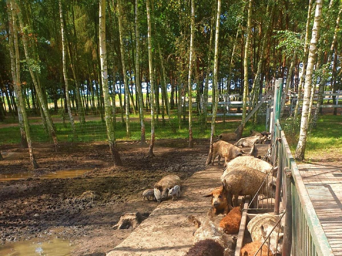 Osrodek Agroturystyczny Zacisze Giewartów Exterior foto